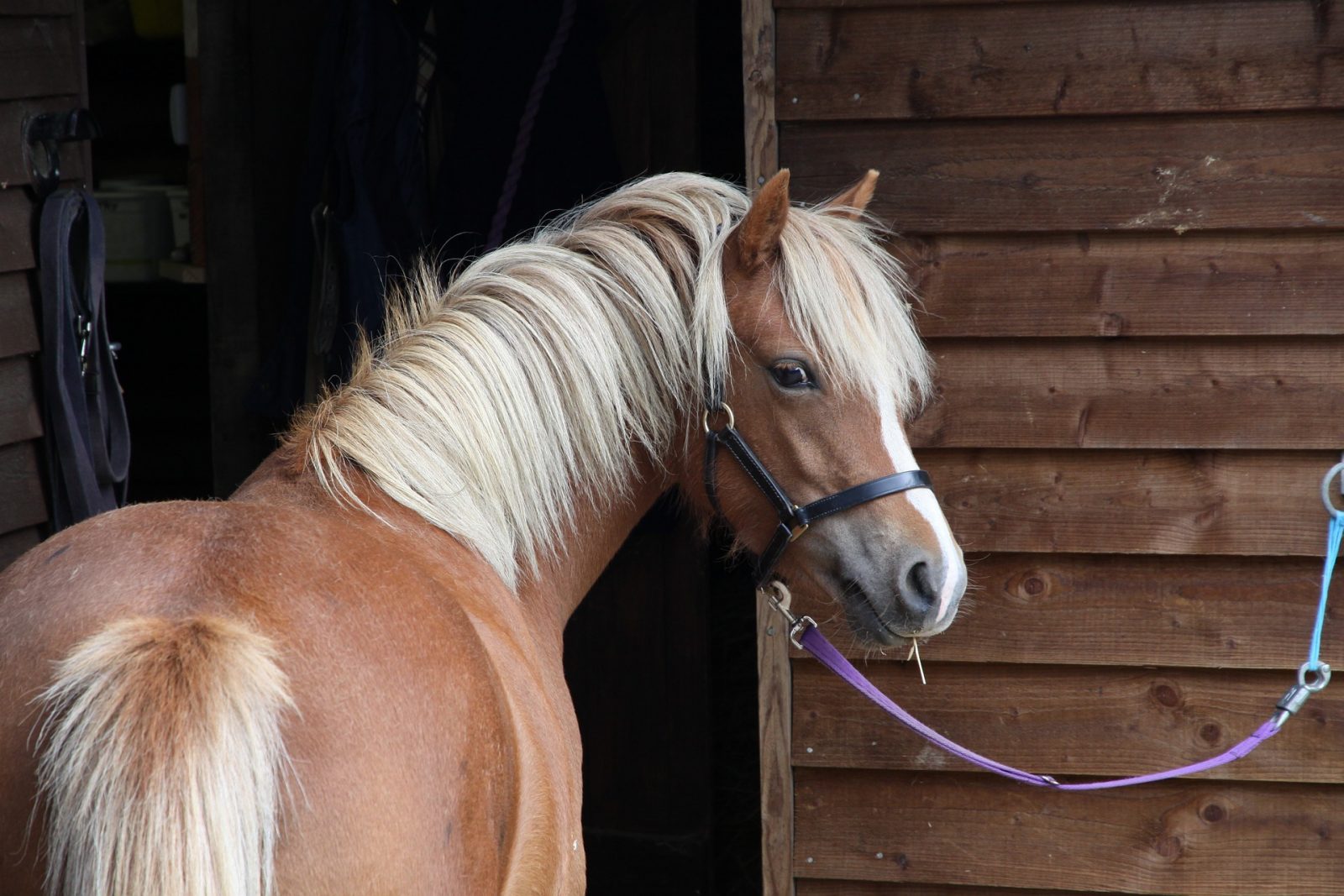 Westernsattel für Welsh Pony